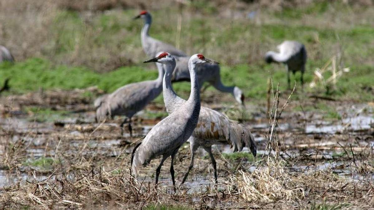Each spring 25,000 lesser sandhill cranes migrate through the Mid-Columbia, stopping to rest and forage on their way north.