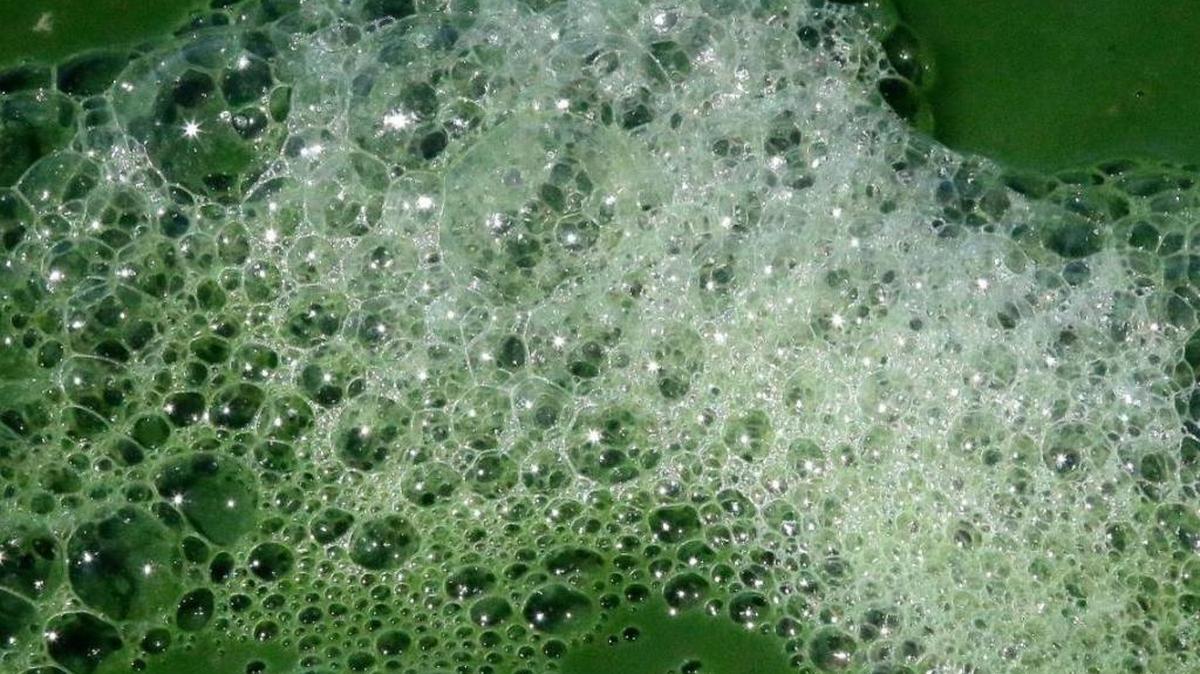 Toxic algae