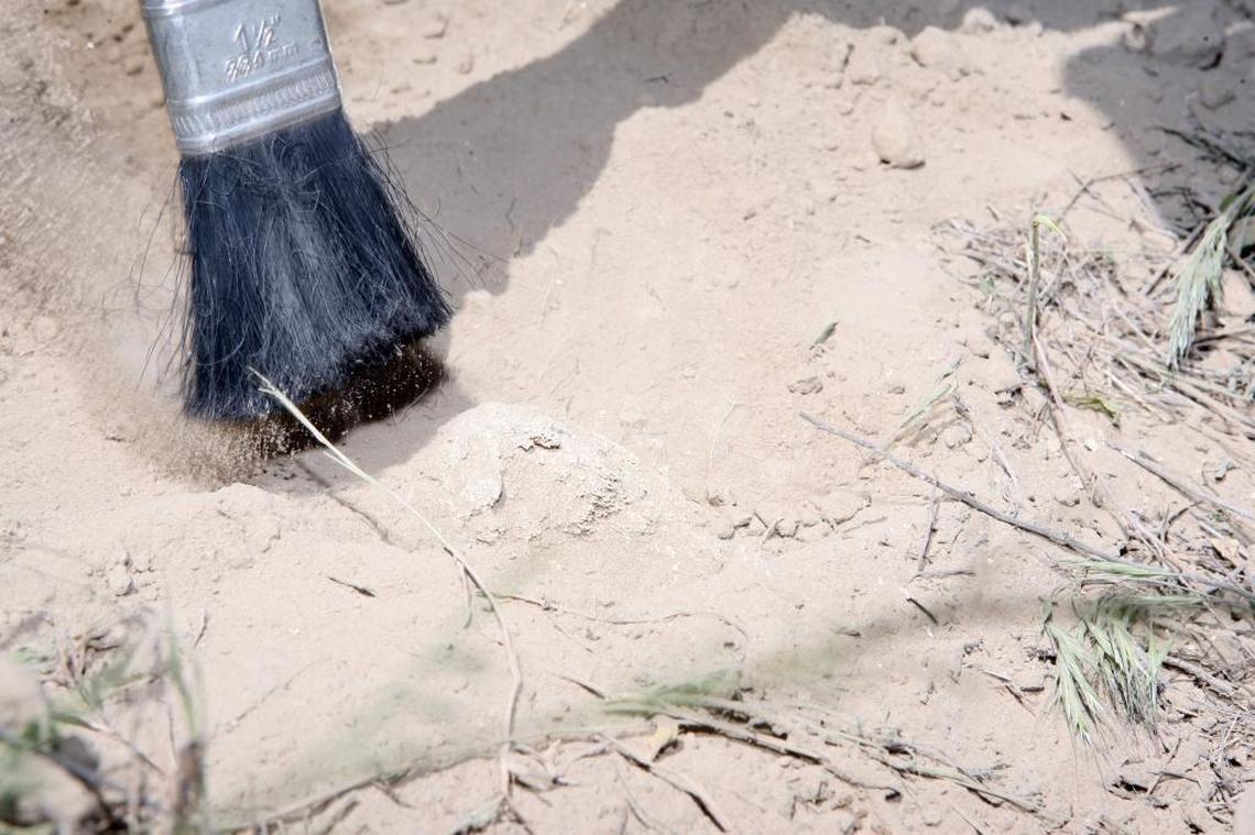 The bones of a mammoth that lived 17,500 years ago are being slowly and carefully excavated by volunteers from a site near Kennewick.