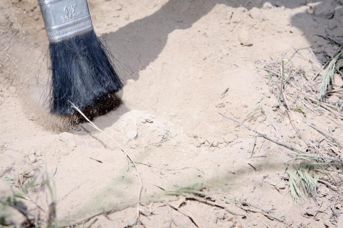 The bones of a mammoth that lived 17,500 years ago are being slowly and carefully excavated by volunteers from a site near Kennewick.