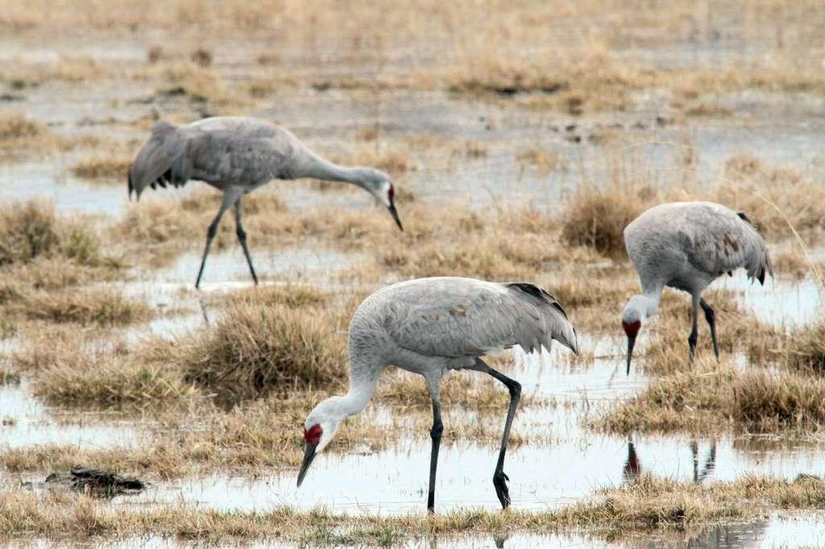 Sandhill cranes stop to refuel and rest each spring in the Mid-Columbia as they travel north from California to nest in Alaska.
