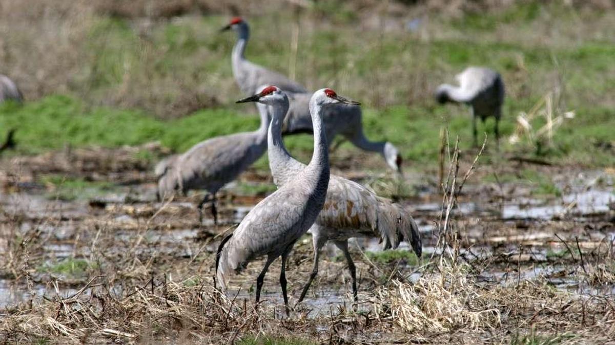 About 25,000 lesser sandhill cranes migrate through the Mid-Columbia, stopping to rest and refuel, each spring.