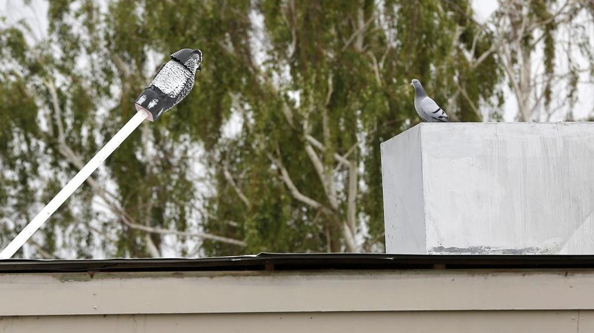 A pigeon appears to be in stare down with an owl “scarecrow” Thursday morning on the roof of a medical office building on the 800 block of South Auburn Street in Kennewick. The real bird seemed more curious than intimidated by the decoy.