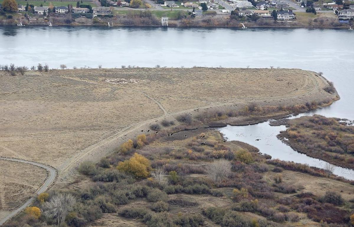 A flock of geese fly over the undeveloped southern tip of Columbia Point in Richland.