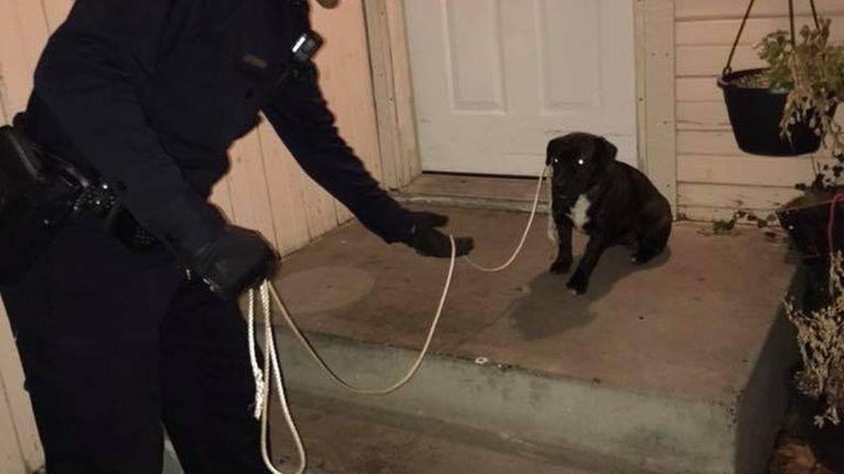Pasco Officer Alex Michel uses a rope to catch a lost puppy Monday night.