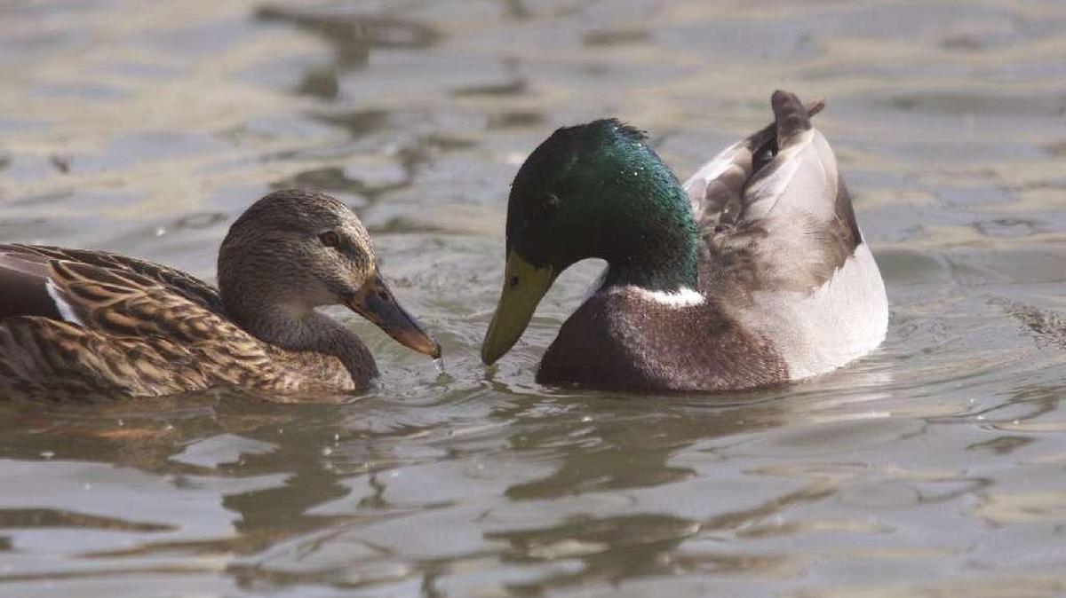 Birds continue to die near Burbank from avian cholera, but the outbreak may be slowing.