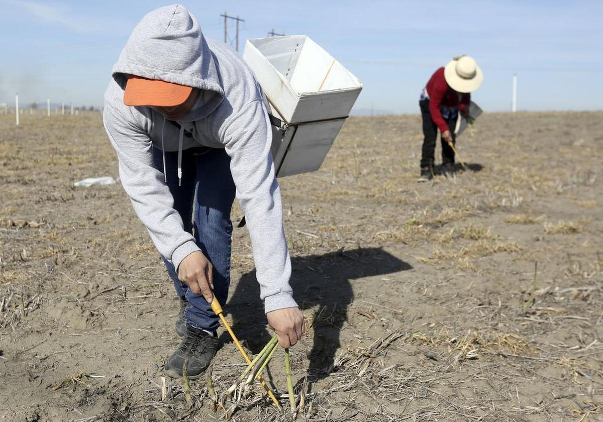 Farmworker unions believe the state hasn’t done enough to protect agricultural workers from becoming the next trouble spot for the coronavirus.