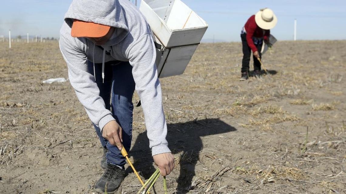 Farm worker unions sue Washington state for safer work conditions due to coronavirus