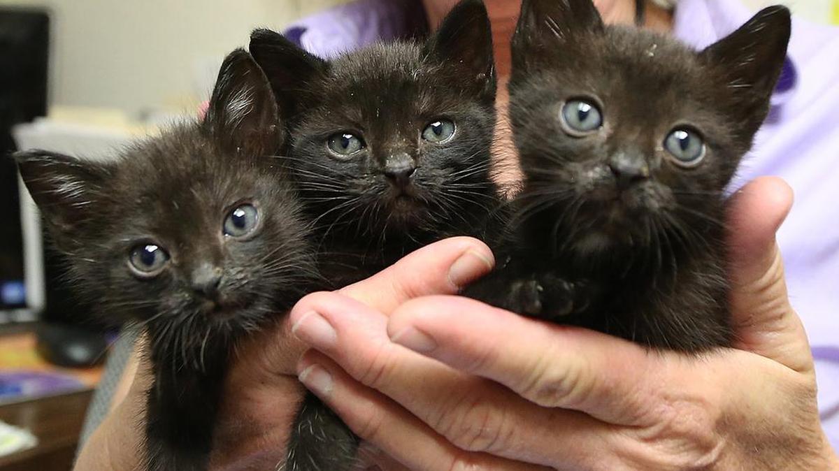 Kittens