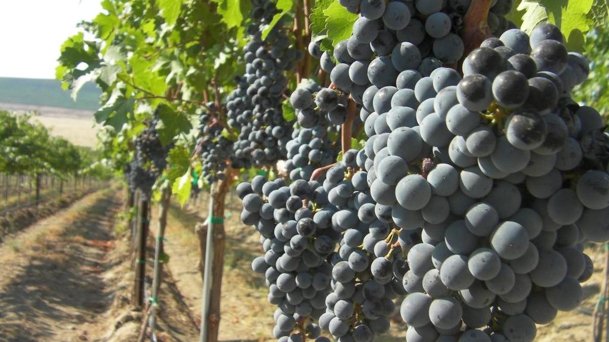 The region’s newest wine region is a 480-square-mile “banana belt” straddling the Idaho-Washington border at the confluence of the Snake and Clearwater rivers.