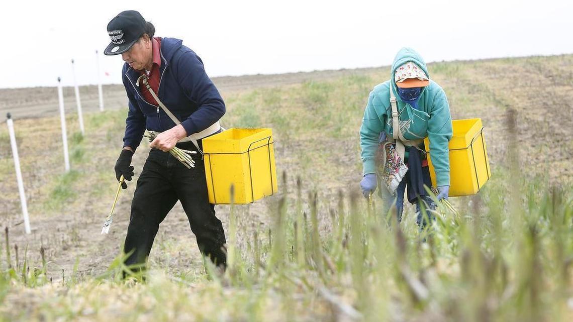 Judge halts several WA state COVID rules intended to protect farm workers
