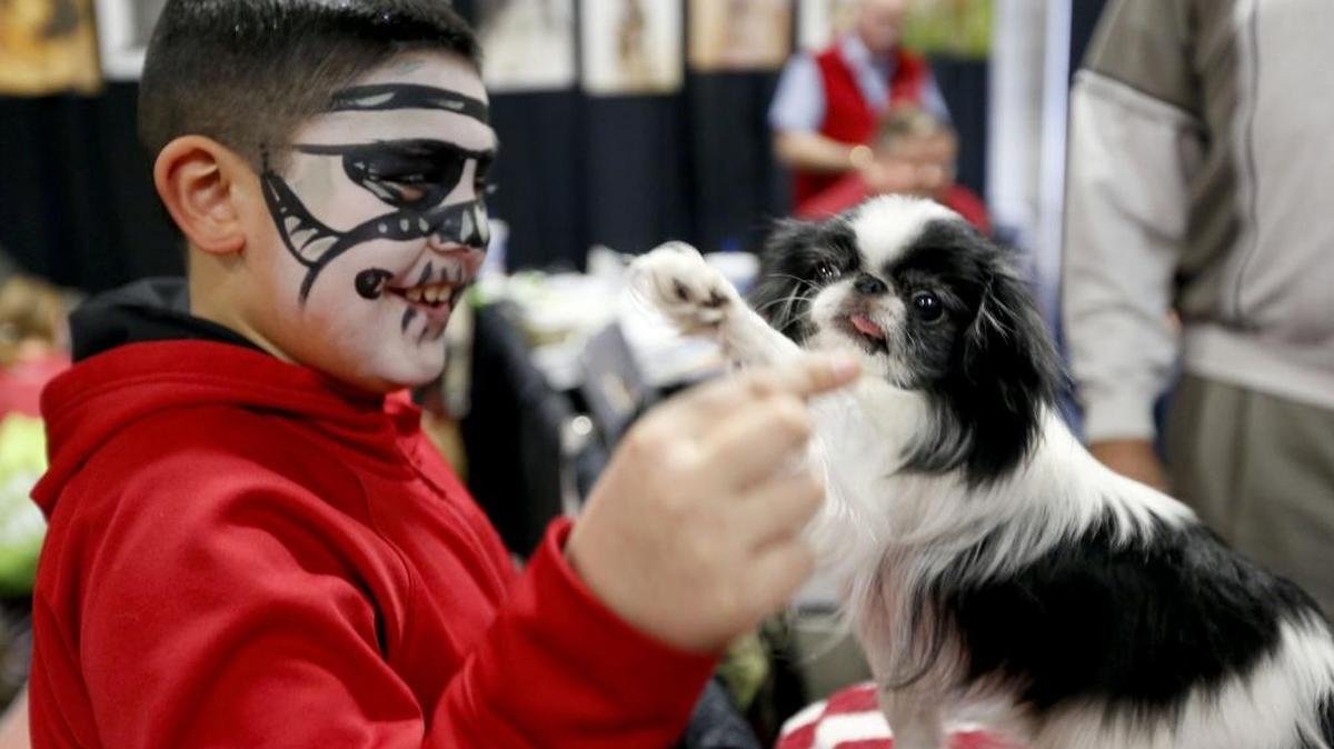 Caiden Palomera, 9 of Prosser, gives a treat to Brittle, a 4-year old Japanese chin owned by Dave Crisswell of Kennewick, on Friday at the Richland Kennel Club booth during this year’s 2016 Family Expo at TRAC in Pasco. The annual event, featuring entertainment as well as information and activity booths, continues from 10 a.m. to 5 p.m. Jan. 30. Admission is $5 per adult and $1 for children over 3.