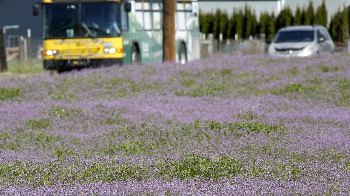 Traffic on Road 100 in Pasco passes by a field near West Argent Street covered with colorful lavender blossoms of purple mustard plants. While the colorful petals make a pretty photograph the species is considered a noxious weed and can frequently be spotted sprouting in vacant lots and fields around the Mid-Columbia. The weed can be also be troublesome for agriculture by reducing yields in grain fields, according to Wikipedia.