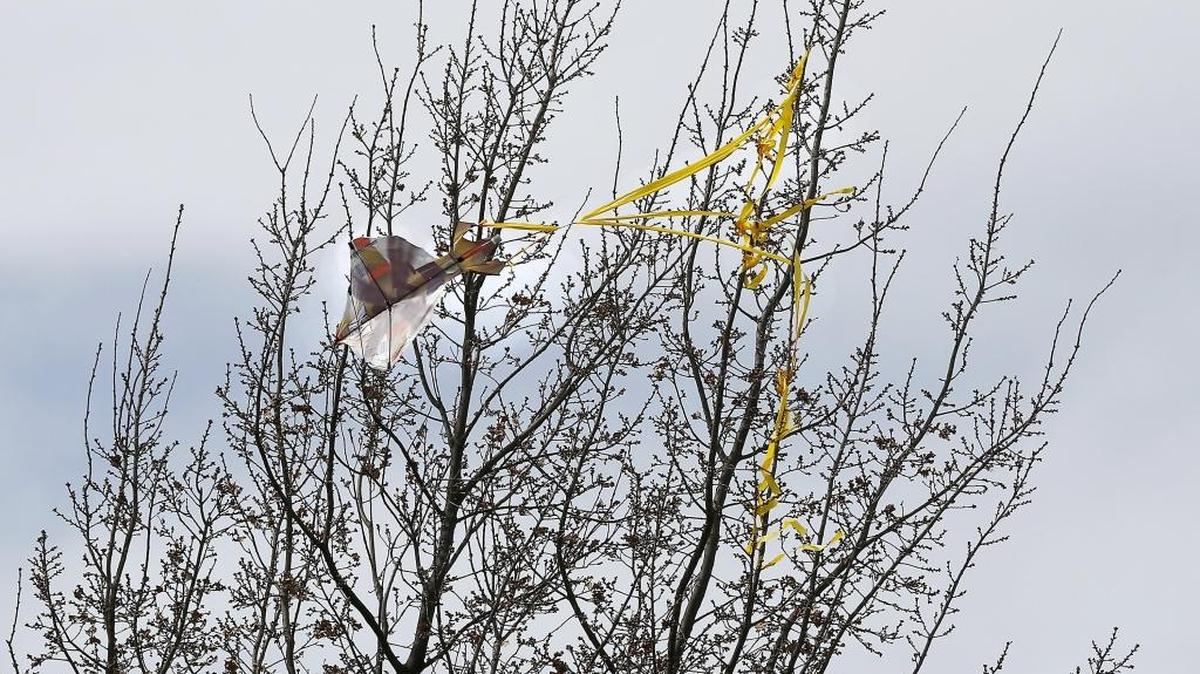 One is left wondering if the cartoon character Charlie Brown, from the Peanuts comic strip, recently flew a kite at Grange Park in Kennewick. If so, the Kite-Eating Tree, a fictional creation of cartoonist Charles M. Schulz, appears to have been planted there. In an editorial from 1964, the US Catholic states that Charlie Brown’s encounters with the Kite-Eating Tree represent “defeat, but not capitulation” because Charlie Brown “refuses to concede that the impossible won’t someday happen — that he will manage to get the kite in the sky, where it belongs,” according Wikipedia.