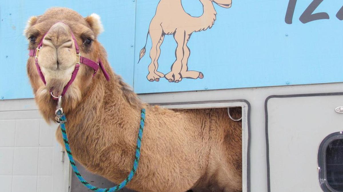 Izzy pops his head out the window of his personalized trailer recently for a final look at the Waitsburg field along Highway 12 he called home for the last five years. Izzy and family have moved to the intersection of Highway124 and Hart Road near Prescott.