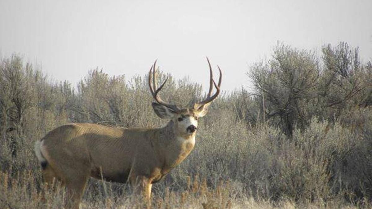 An Okanogan County, Wash., man was sentenced to three years and 7.5 months in prison after pleading guilty to poaching and firearms charges, according to the Washington state Office of Attorney General.