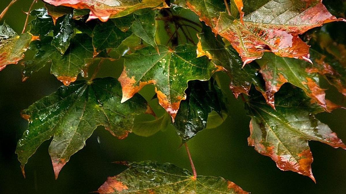 Rod Smith of Richland took this photo of fall leaves in the morning rainfall Oct. 26.