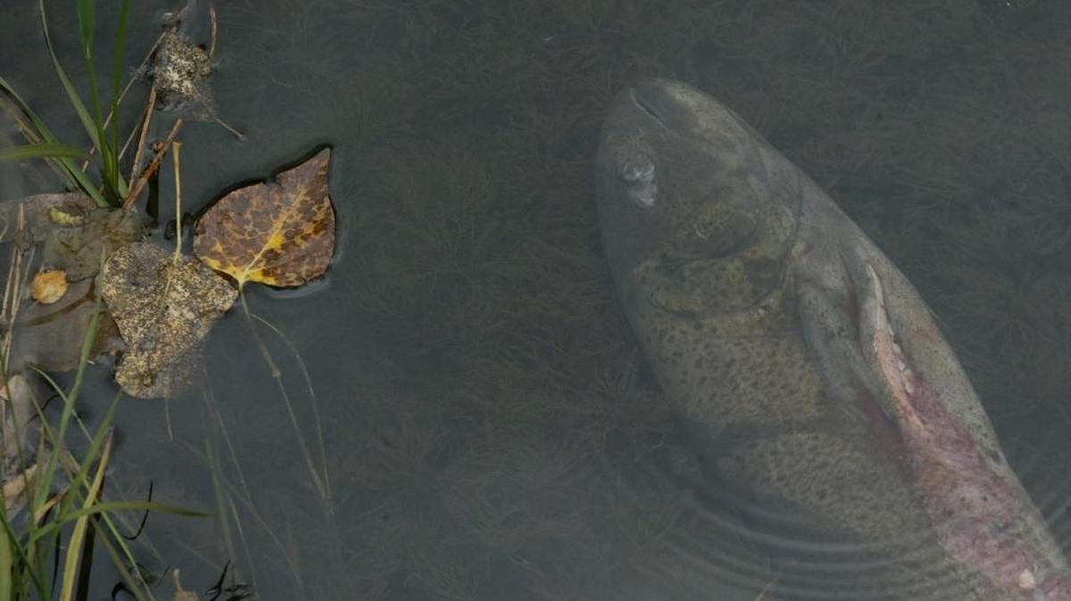 A spring chinook carcass lies at the bottom of a slough along the Tucannon River, where officials deposited it in a past year as part of a state Department of Fish and Wildlife program to restore nutrients to the water.