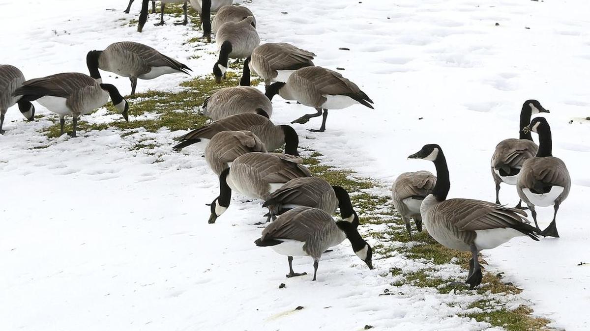 A gaggle of Canada geese form up at a “buffet line” of exposed grass Tuesday morning at the Columbia Point Golf Course in Richland near Bradley Boulevard. Many waterfowl can be seen feeding at open spots on the golf course and other sites, like parks, around the Tri-Cities as a blanket of snow and ice lingers.