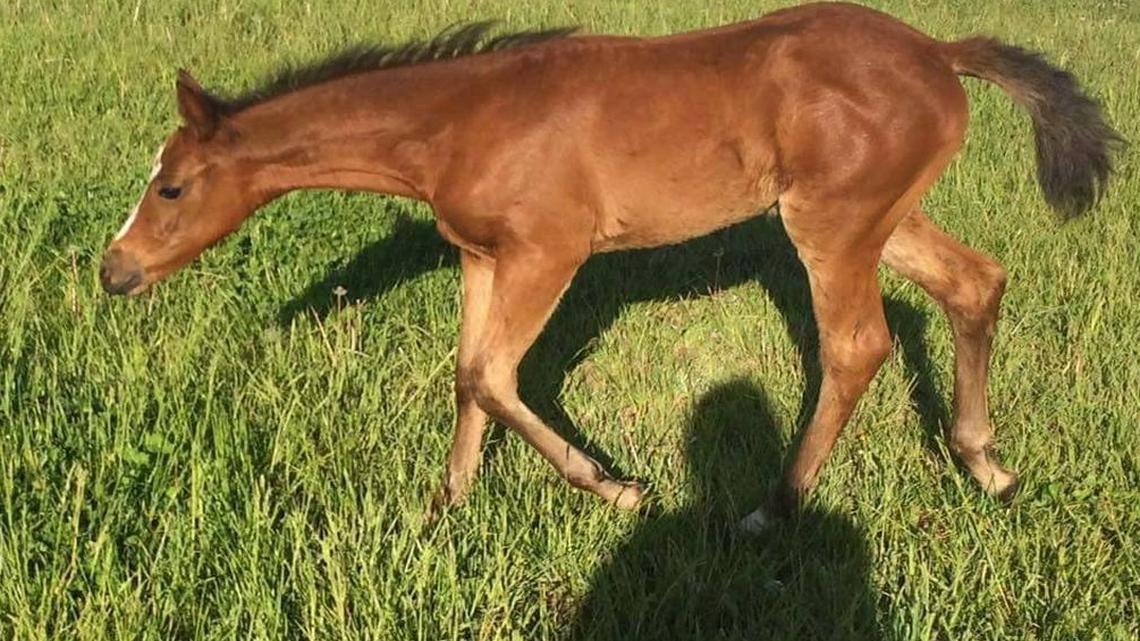 The hunt for Kit Kat drew thousands of people from across the country, sharing its image.