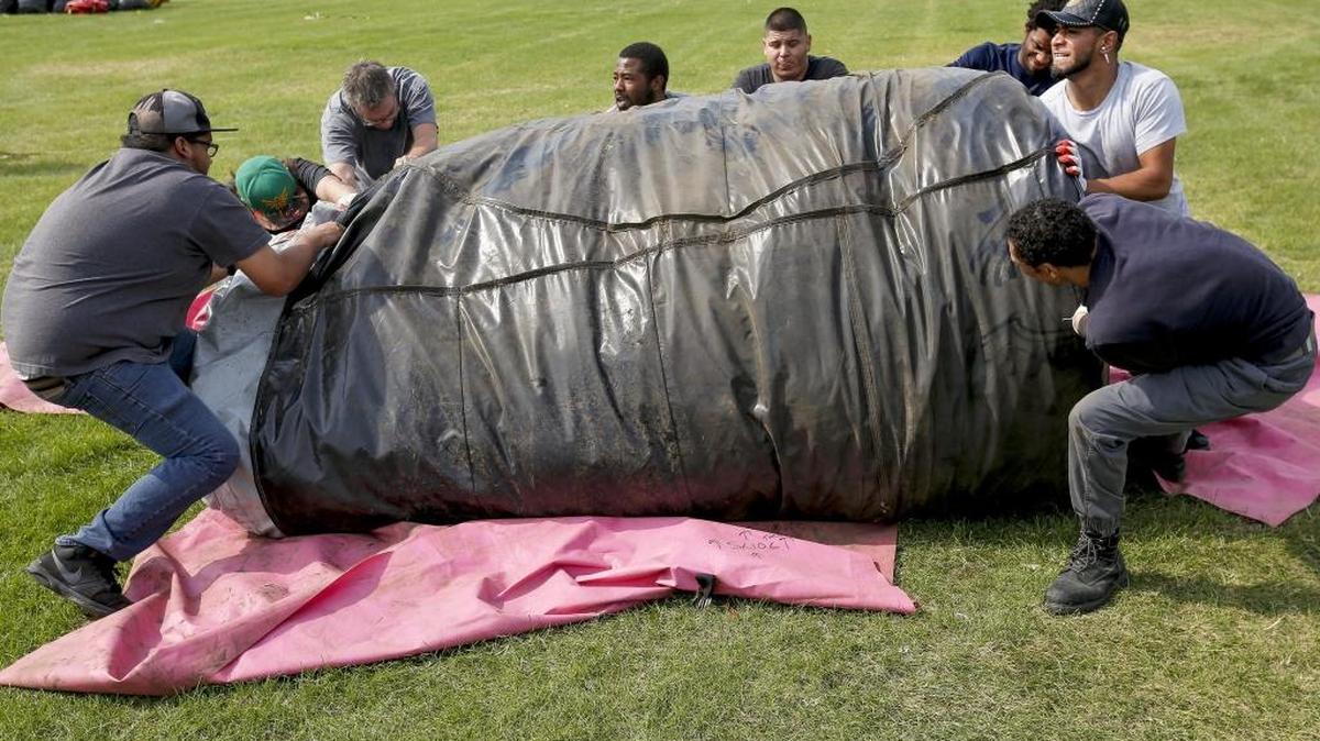A crew from The Big Bounce America strain to roll out part of an inflatable bounce house at the Benton County Fairgrounds in Kennewick on Thursday. Five inflatable bounce houses measuring 32 feet tall and 10,000 square feet were being assembled. Each house weighed just over a ton. The event opens 3 to 7 p.m. Friday. For more information check their site at www.thebigbounceamerica.com.