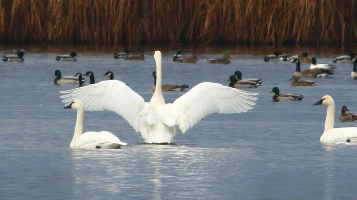This tundra swan with cackling geese and mallards at the McNary National Wildlife Refuge was photographed by Ivar Husa of the Lower Columbia Basin Audubon Society.