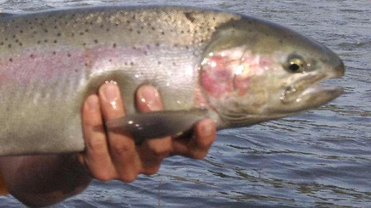 Long Live the Kings, a salmon and steelhead restoration group, will stage a competition in May that allows people to bet on 48 tagged steelhead migrating from the Nisqually and Skokomish rivers to the Pacific Ocean.