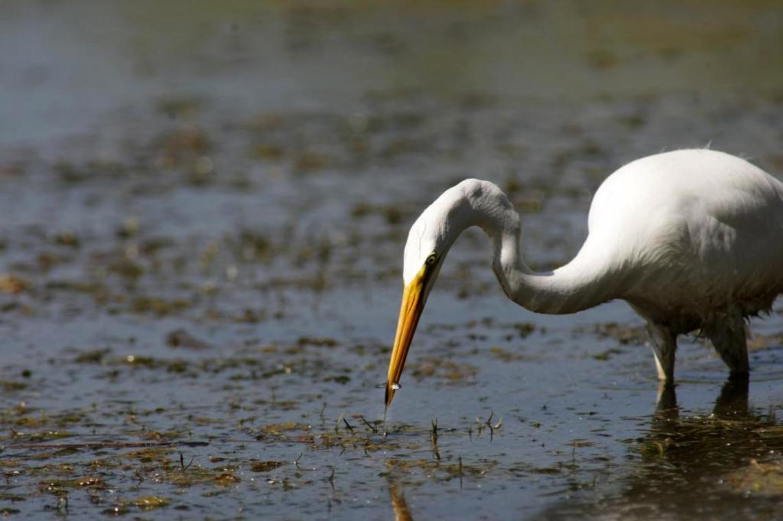 An egret scores a bite of lunch in the shallow waters of the Yakima River near Bateman Island.