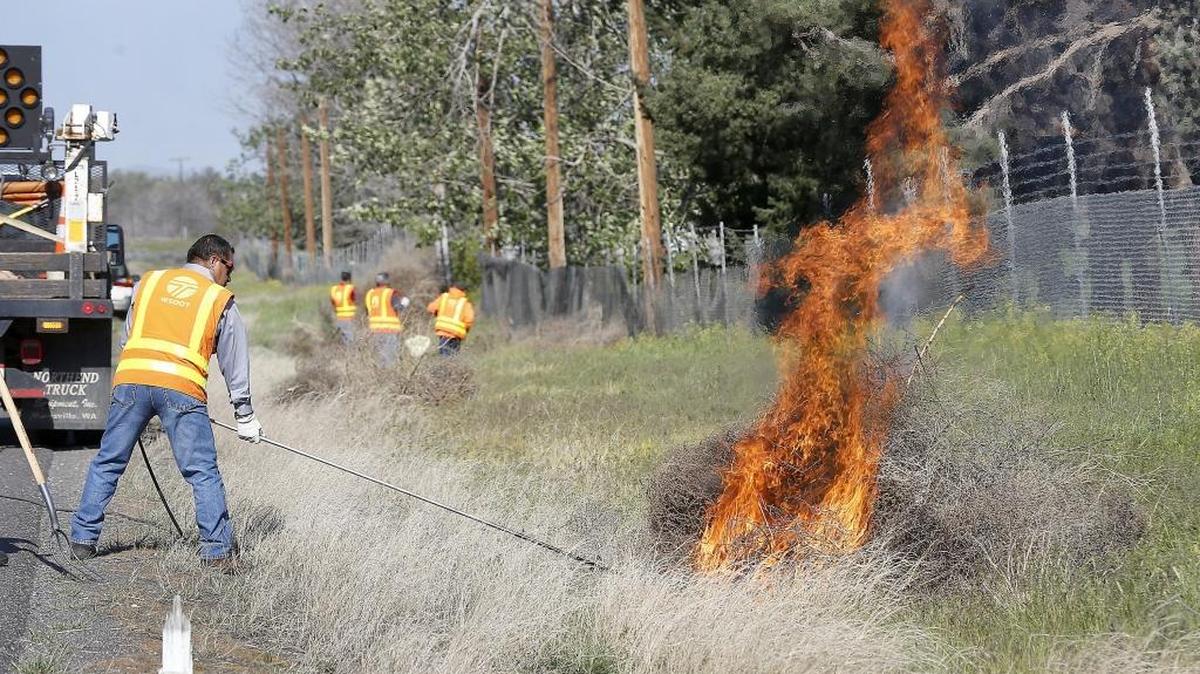 Joe Montes, an employee of the state Department of Transportation, uses a long propane torch to light off a pile of tumbleweeds Monday morning along Highway 240 between the blue bridge and the Edison Street overpass. Crews from the DOT have been busy recently cleaning up the shoulders of area highways of debris and windblown tumbleweeds. Motorists can expect shoulder closures in the Highway 240 area for a couple days this week.