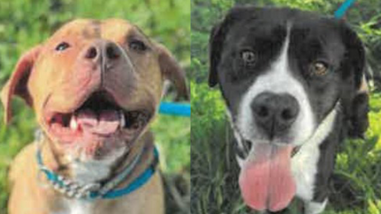 Packed crowd begs Pasco to save 2 troubled shelter dogs from euthanasia