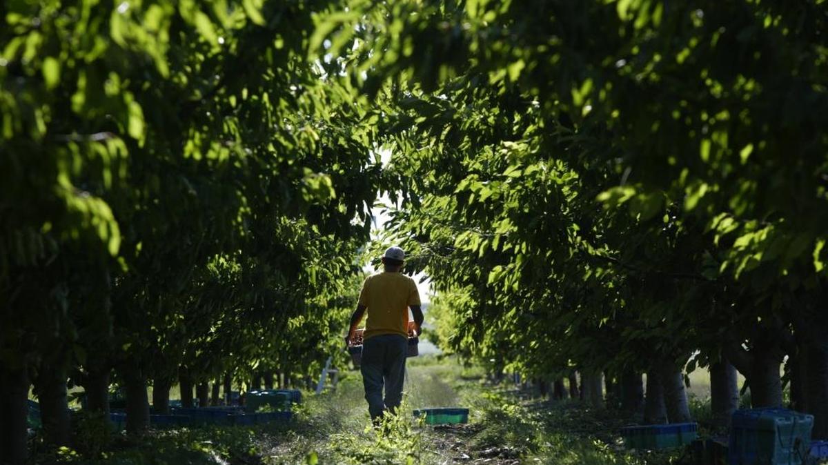 A worker hauls cherries toward a waiting tractor at a Franklin County orchard.