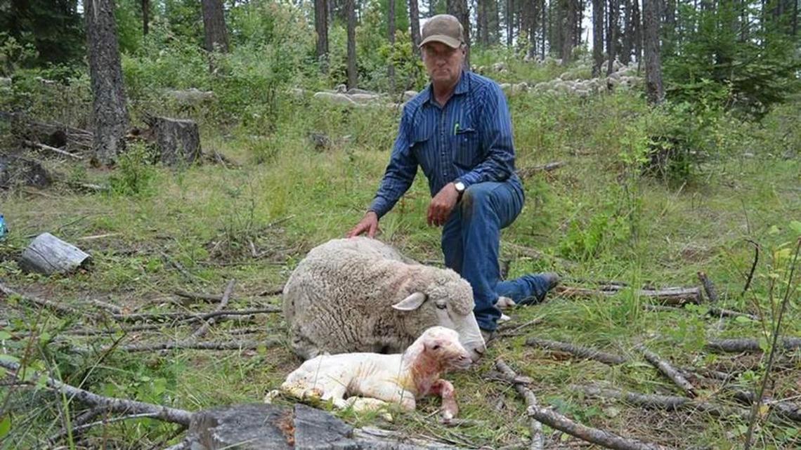 Protect wolves or hunt them?