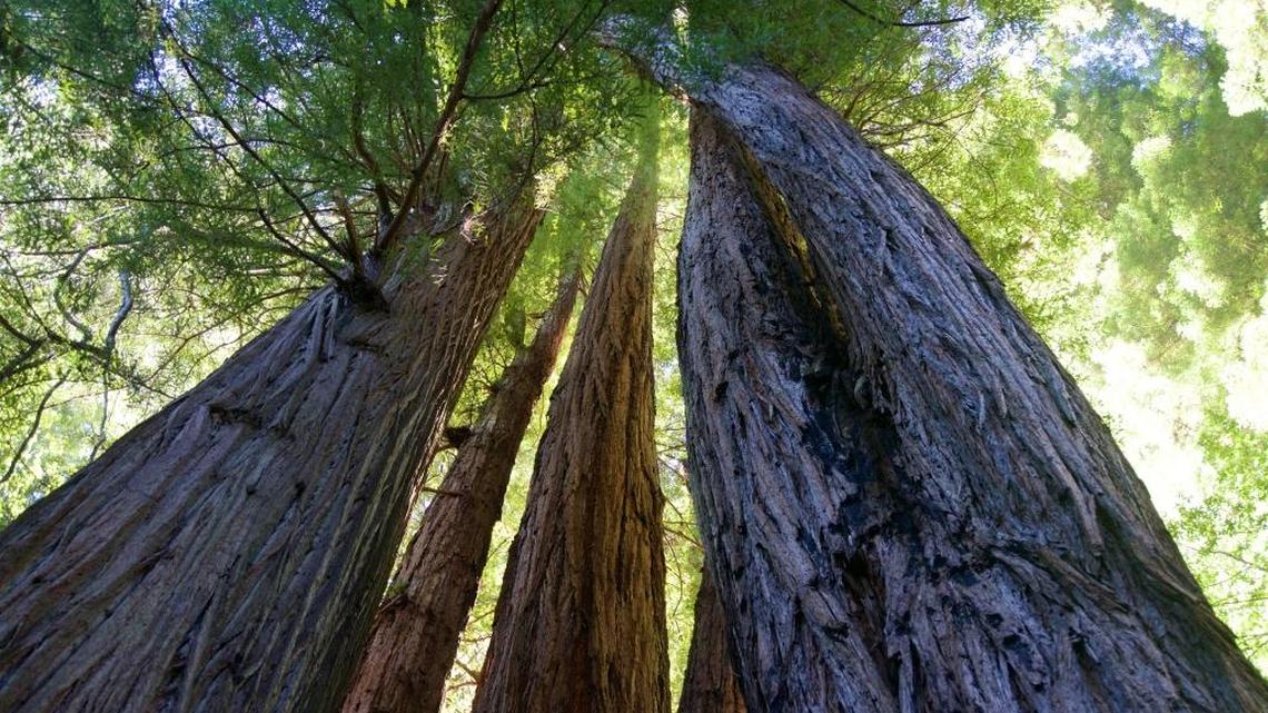 California redwoods store more carbon than any other forests in the world, study finds