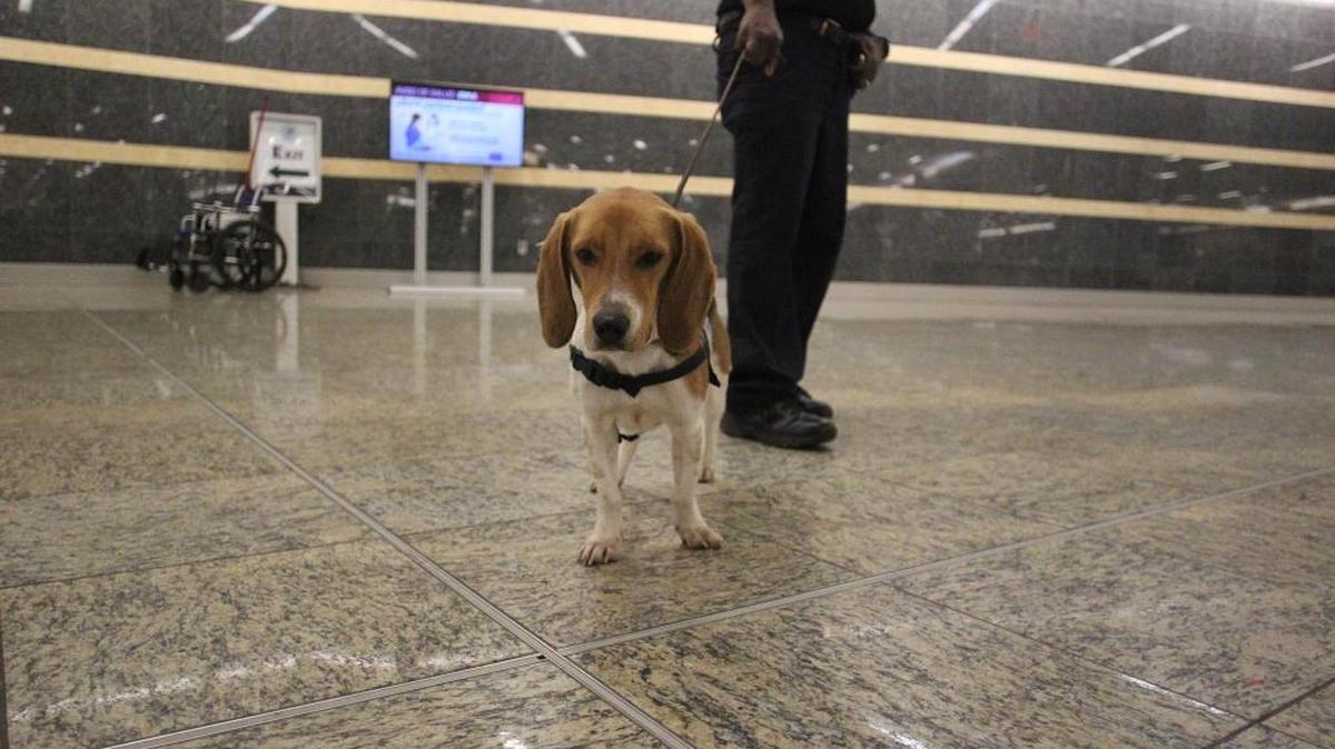 U.S. Customs and Border Protection canine team Officer Kimani Mustafa and canine Joey Wade at the baggage claim area of the international terminal in Hartsfield-Jackson International Airport in Atlanta . Joey Wade, a rescue from Alabama, is trained to sniff out prohibited items of agriculture significance.