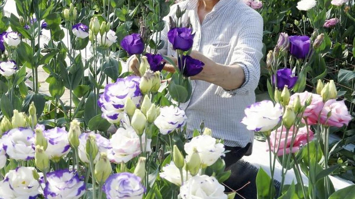 Tomoko Horiuchi checks eustoma she grows in Minami-Soma in Japan.