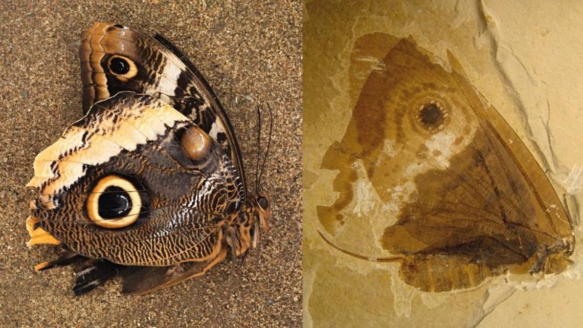 40 million years before butterflies existed, this creature evolved with strikingly similar looks
