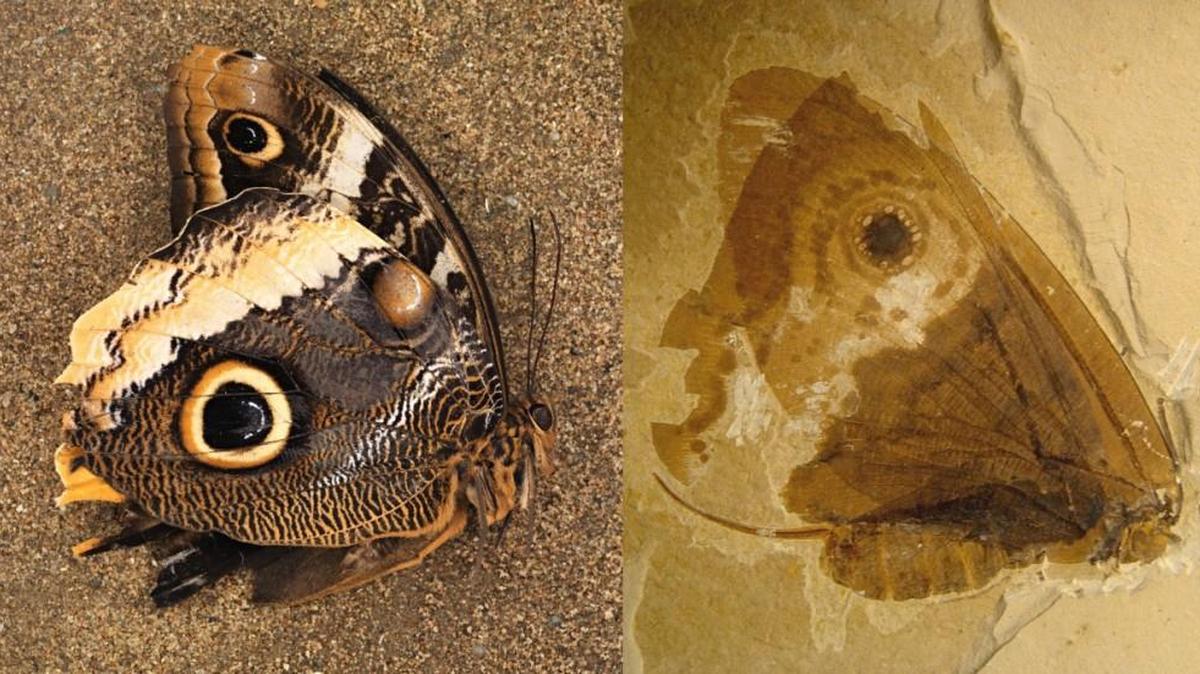 This fossilized Kalligrammatid lacewing, Oregramma illecebrosa, right, shows some remarkable similarities to modern butterflies.