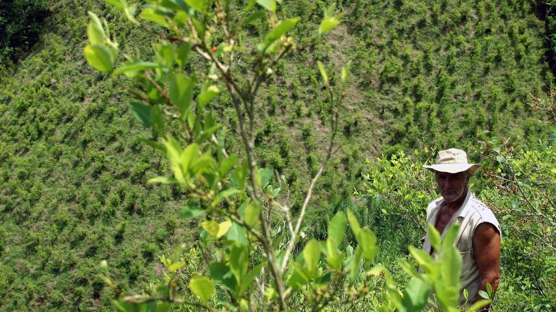 Colombia peace deal, nearing completion, has implications for the coca trade