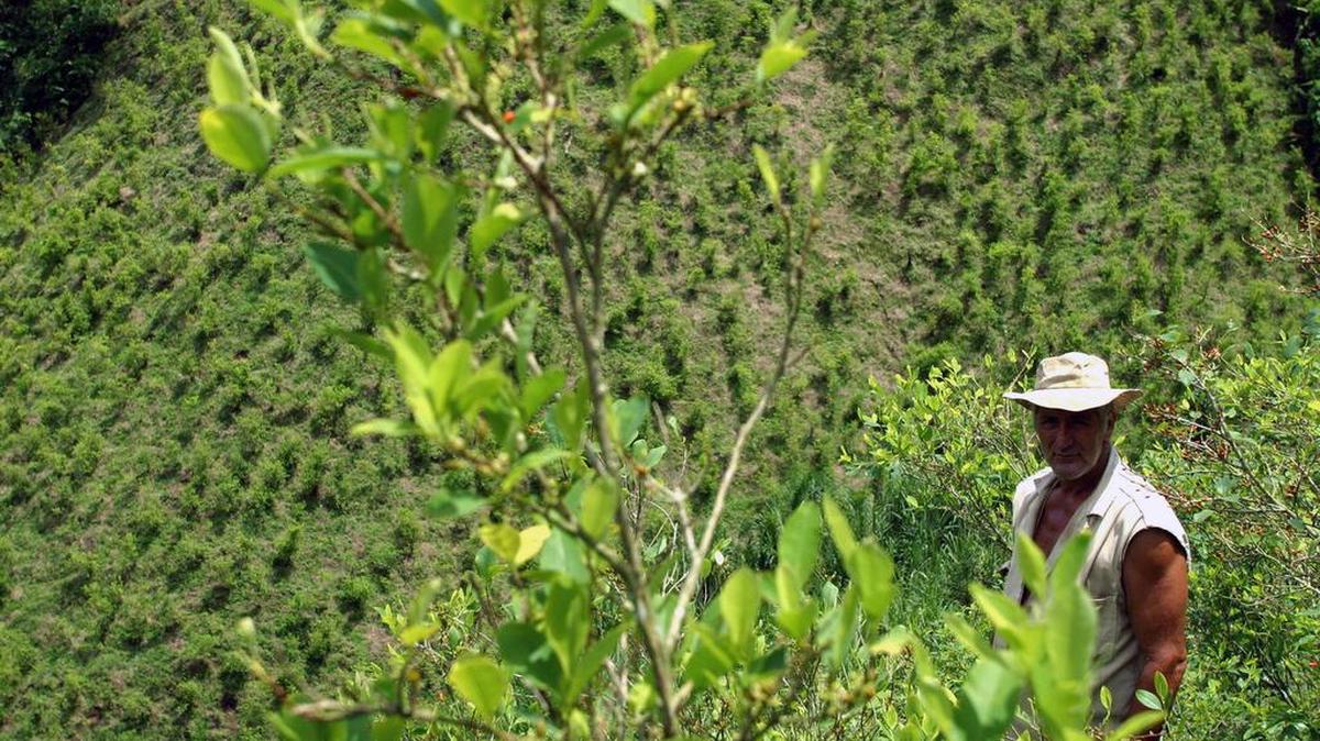 Farmer Jose Marino Salazar walks through his coca field near Pueblo Nuevo, Colombia.