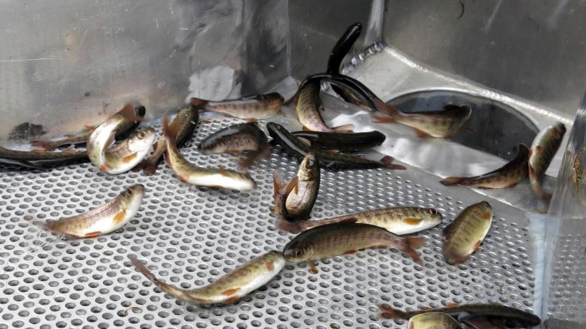 In this Wednesday, March 8, 2017 photo, juvenile coho salmon flop down a chute and into a water tanker truck at the Cascade Fish Hatchery in Cascade Locks, Ore. The Oregon Department of Fish and Wildlife, working with the Nez Perce Tribe, is trucking 500,000 baby coho salmon 300 miles from the hatchery outside Portland to a remote corner of northeastern Oregon to reintroduce the species to the Lostine River. The area once had plentiful coho, but the species vanished from the Lostine River more than three decades ago.