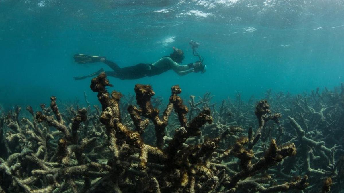 In this May 2016 photo released by The Ocean Agency/XL Catlin Seaview Survey, an underwater photographer documents an expanse of dead coral at Lizard Island on Australia's Great Barrier Reef. Coral reefs, unique underwater ecosystems that sustain a quarter of the world's marine species and half a billion people, are dying on an unprecedented scale. Scientists are racing to prevent a complete wipeout within decades.