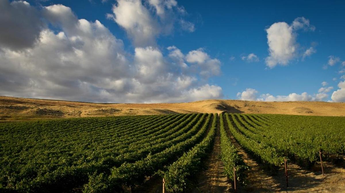 Canada is Washington state’s number one export market for wine. This is a photo of Ste. Michelle’s Canoe Ridge Vineyard, Horse Heaven Hills.