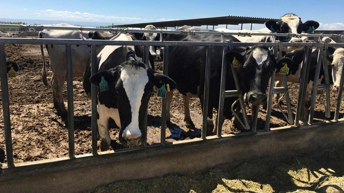 Washington’s dairy cows produce more than great dairy products. The cow manure is organic fertilizer used to grow feed crops for the cows but up to half of it is exported off the farm to be used as organic fertilizer by conventional and organic farmers.
