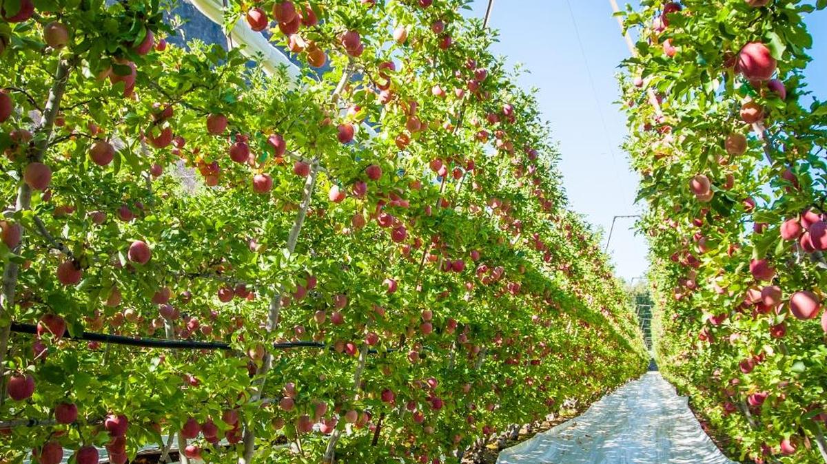 Fuji is one of the eight primary varieties of apples grown in Washington, each with its own appeal.