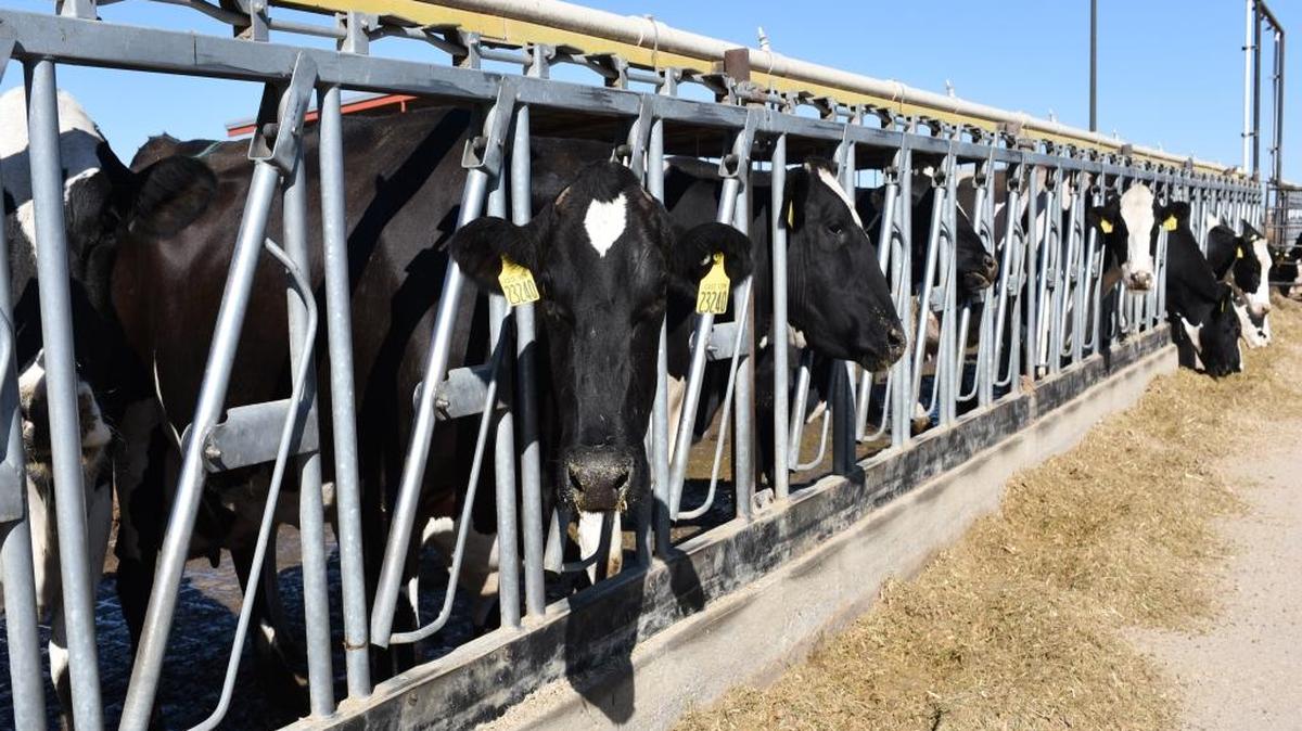 Cows at Coulee Flats Dairy in Mesa.
