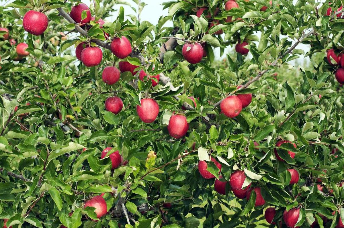 Red apples with white residue of insecticide ready for picking in Yakima Valley WA