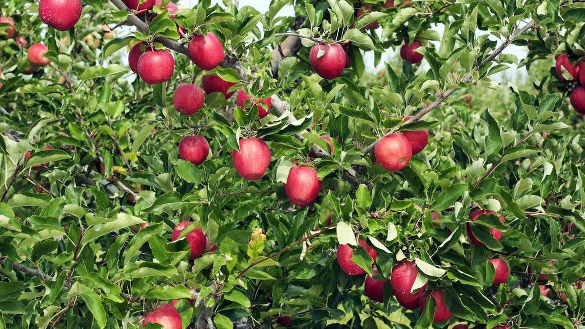 Red apples ready for picking in the Yakima Valley.