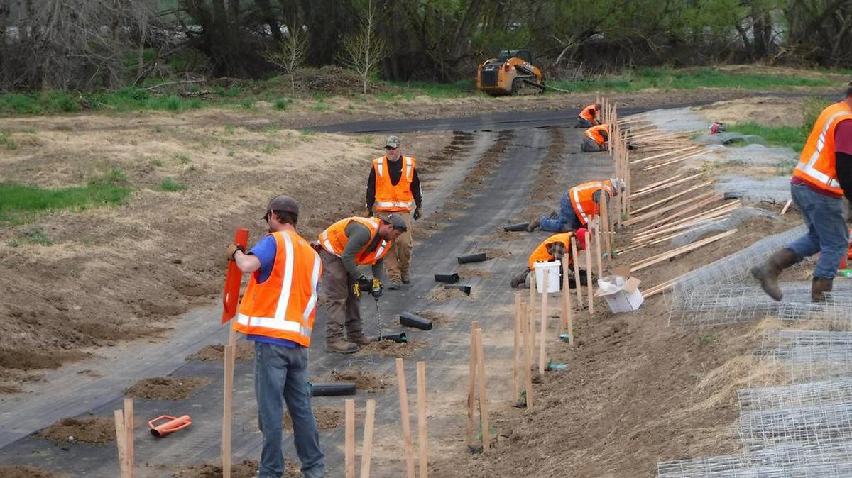 TCLBA member Environmental Assessment Services (https://www.easbio.com), restoring riparian and upland habitat along the Snake River for the US Army Corps of Engineers.
