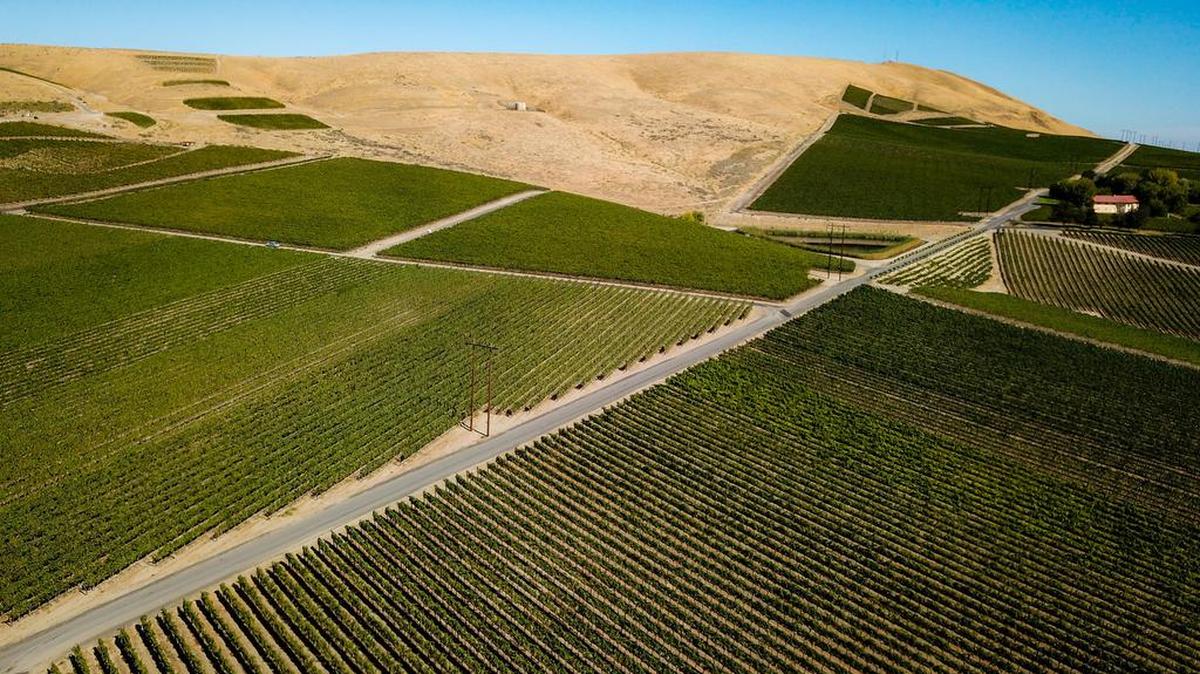 Blocks of vines in the Red Mountain AVA, which produces some of the most coveted grapes in the state.