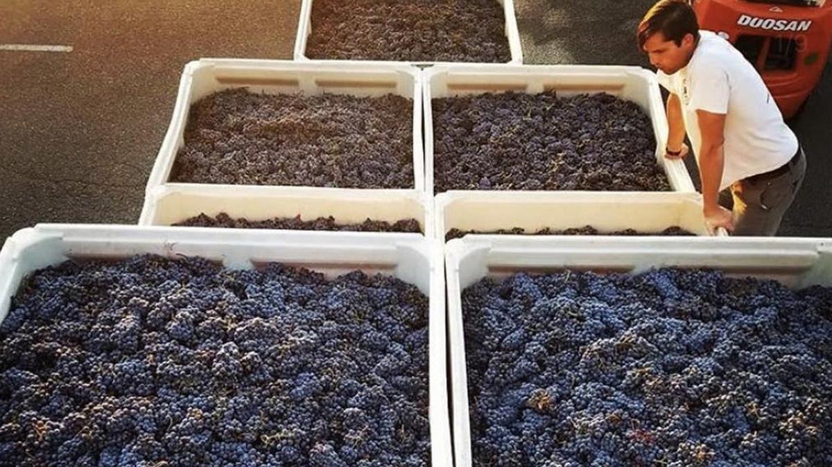 Washington wine grapes ready for processing.